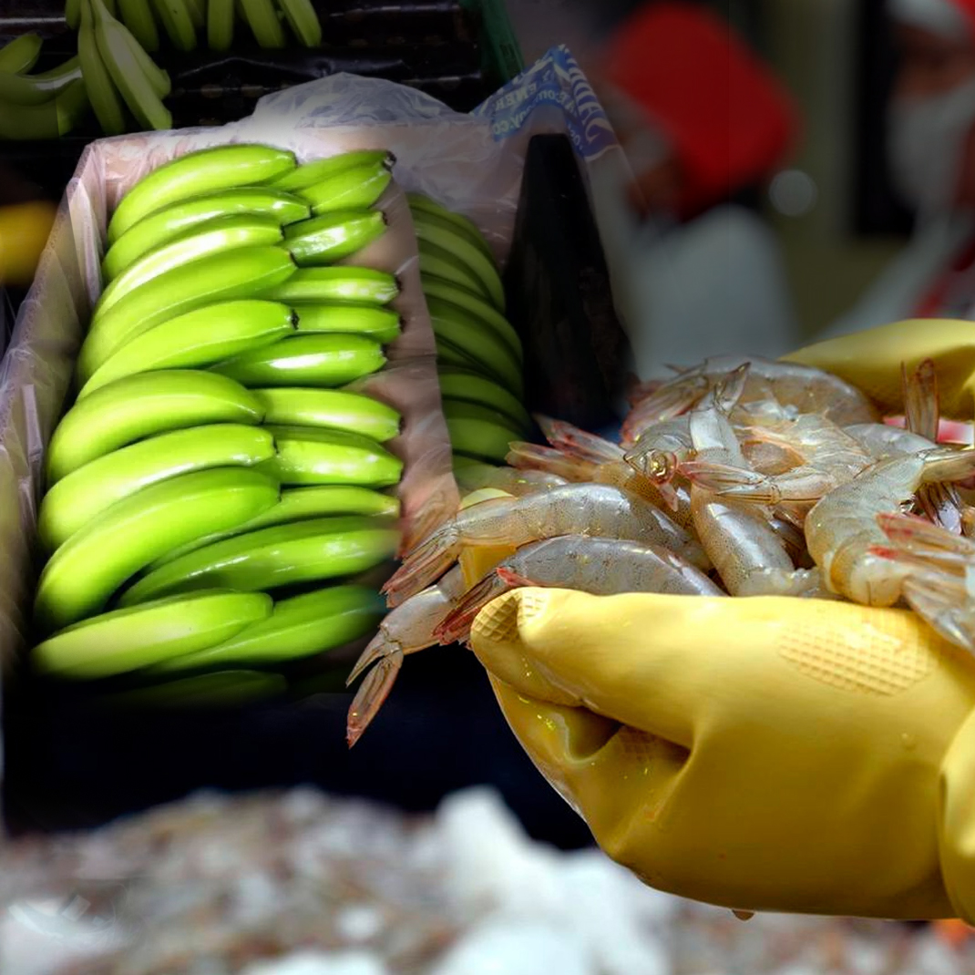 México compra de camarón plátano procedente Ecuador – encontacto.mx