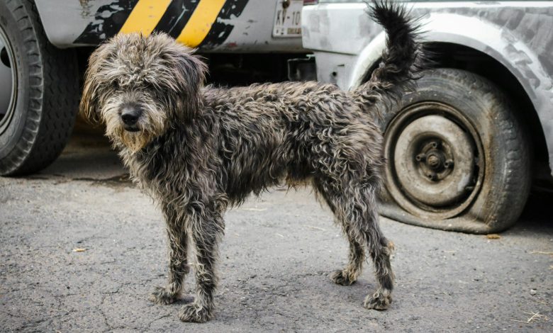 Llaman a no regalar animales de compañía en fiestas decembrinas 